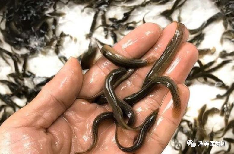 泥鳅孵化技术完整视频,泥鳅孵化免费教学