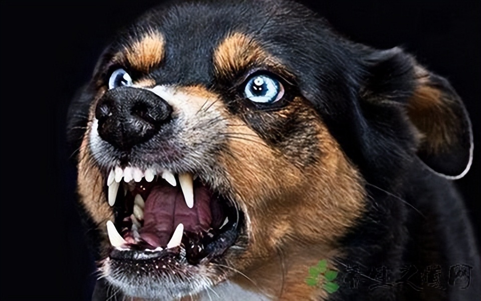 狗狗得了狂犬病是什么样的症状,有狂犬病的狗咬人是什么症状