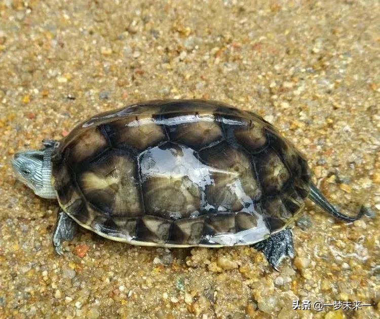 成体花龟环境布置,怎么给花龟布置半水半陆环境