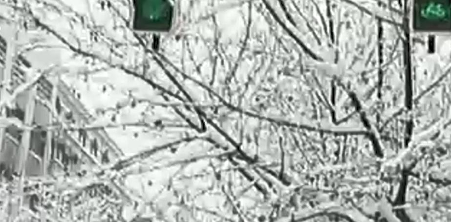 男子花20万买受伤鲶鱼,男子花20万买了一条受伤的鱼