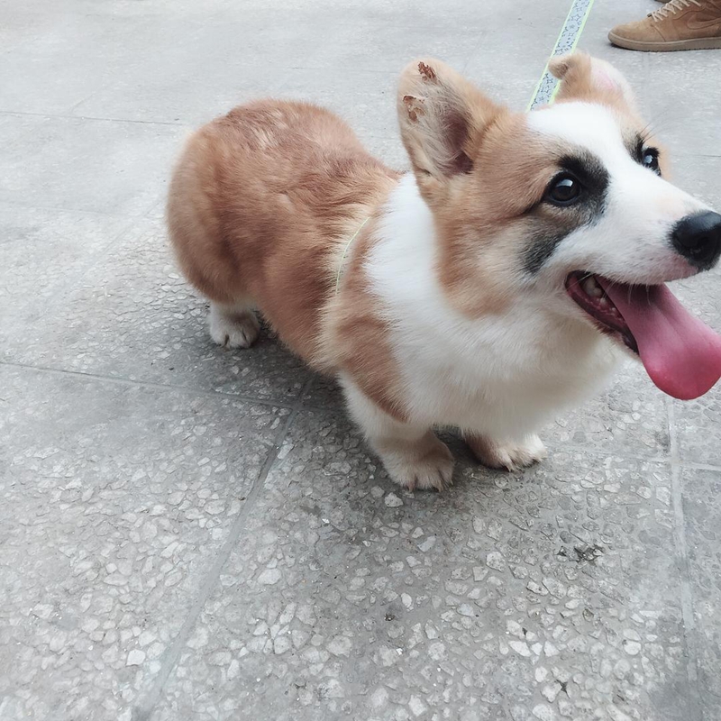 柯基犬瘦是怎么回事,柯基犬瘦了怎么办