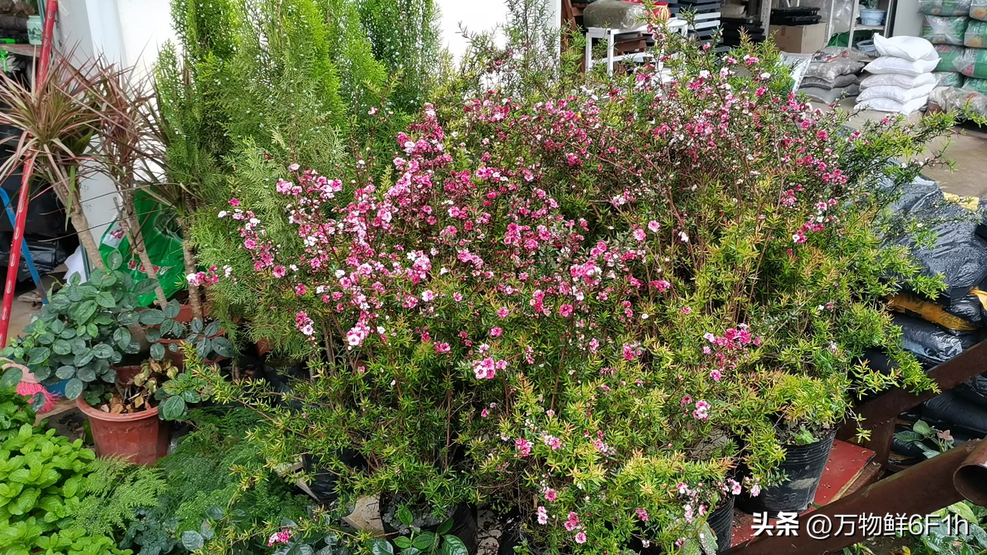 花卉批发市场进货渠道,山东花卉最大批发市场