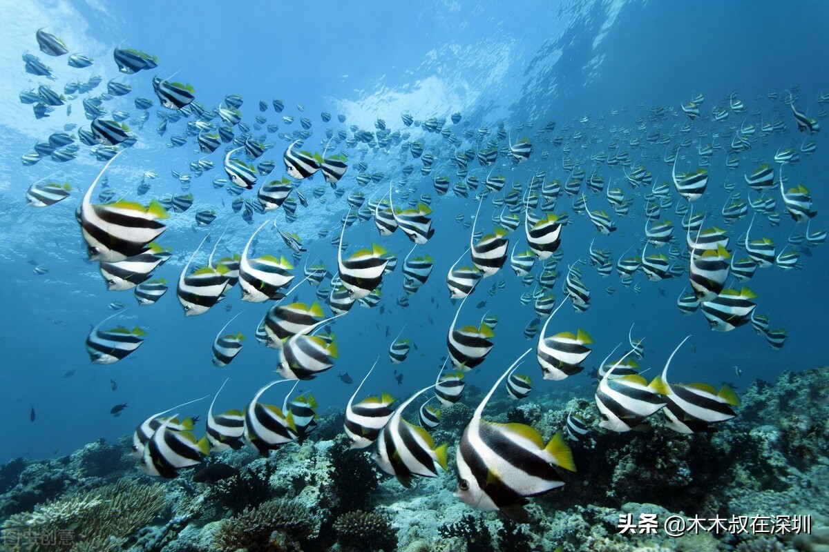 海洋王照明销售收入怎么样,海洋王照明销售待遇