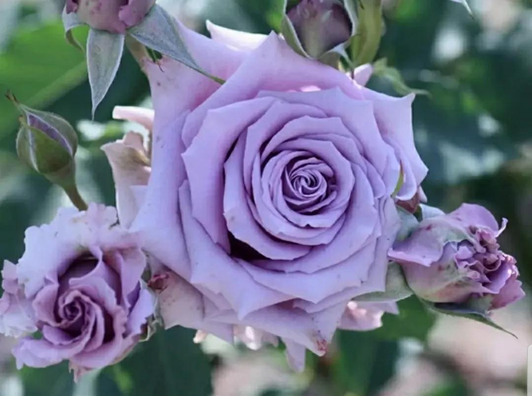 月季玫瑰蔷薇三姐妹的区别,月季蔷薇和玫瑰哪个更好看