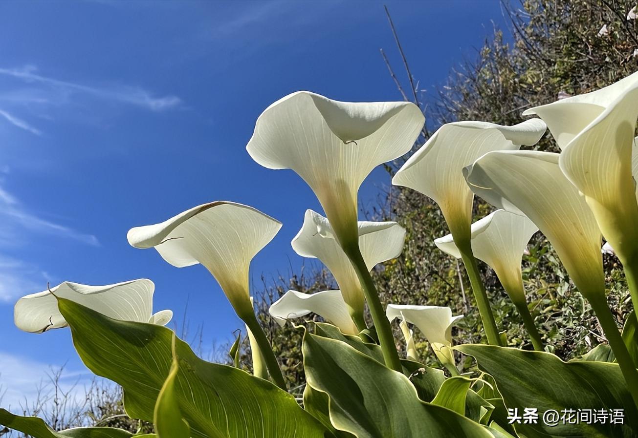 什么花少见又好养,这9种花很常见可赏可吃可饭
