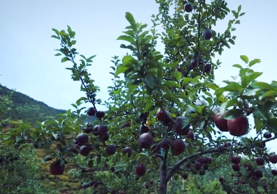 河南小伙种植黑色苹果,大叔在高原种苹果年入千万