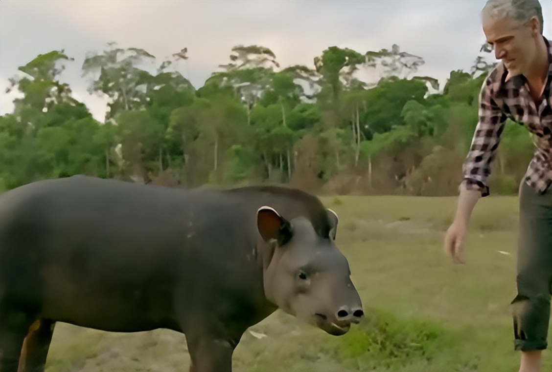 美国人在野外水中捕捉巨蟒,亚马逊河当地人水中抓巨蟒