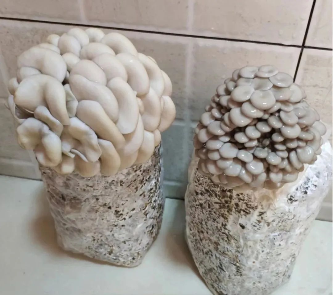 食用菌蘑菇的危害,食用菌是骗局吗能治病吗