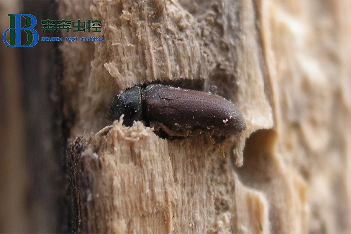 木质家具出现微小虫子,木质家具里的虫子怎么消灭