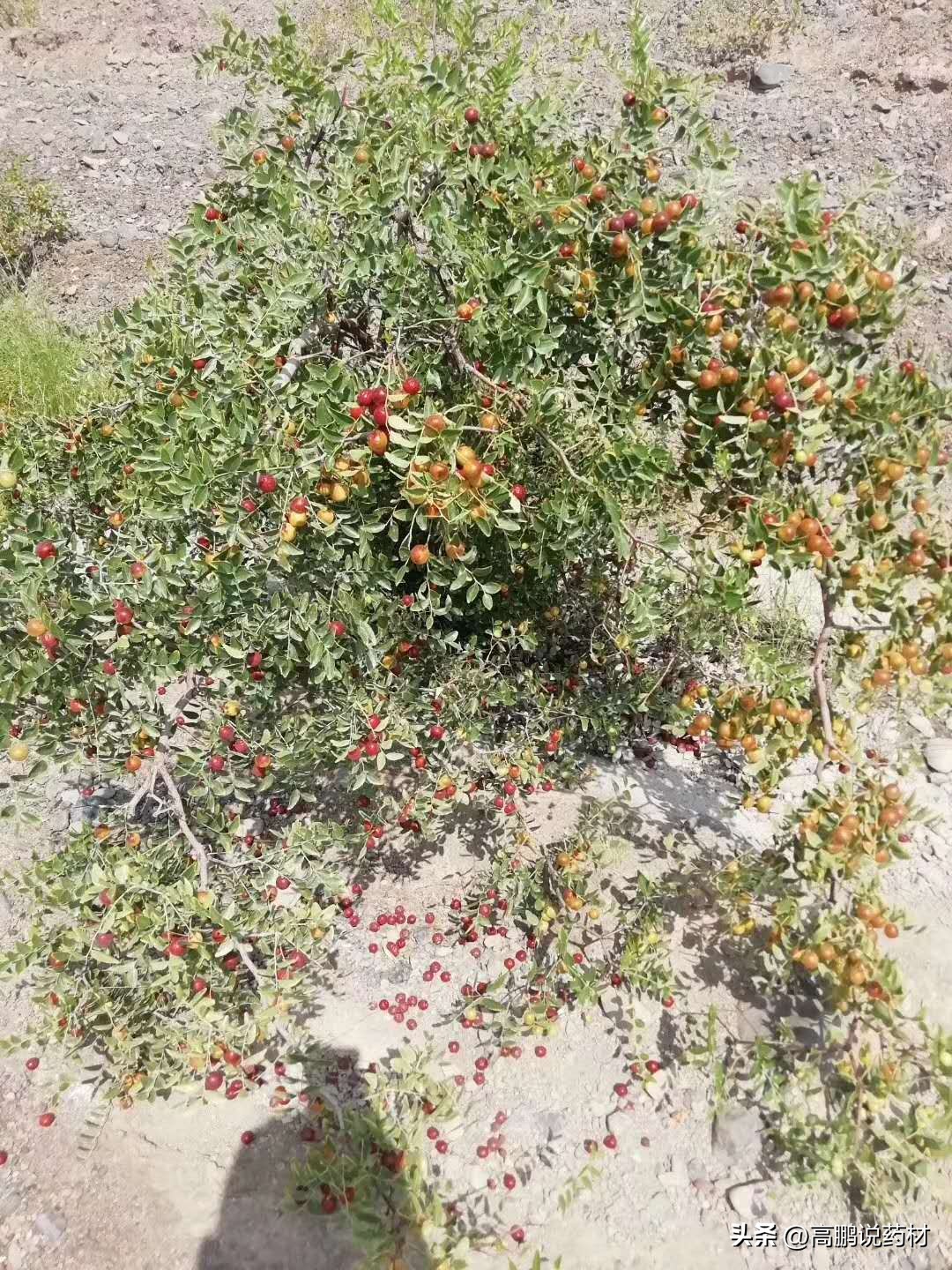 酸枣仁为什么不能大量种植,酸枣仁的种植与前景