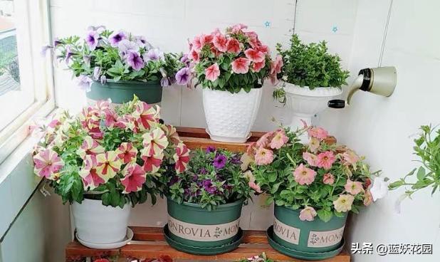 为什么我买的盆栽花总是养不活,为什么买来的花绿植总是养不好