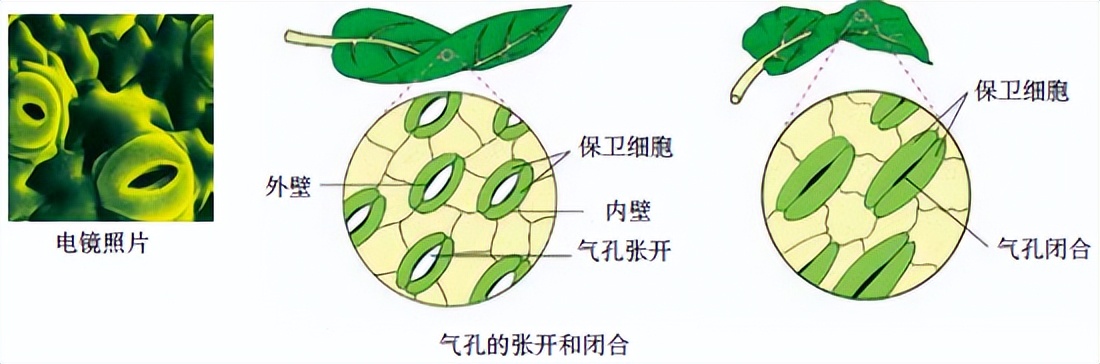 科学知识大全小学生必背,科学知识大全全集