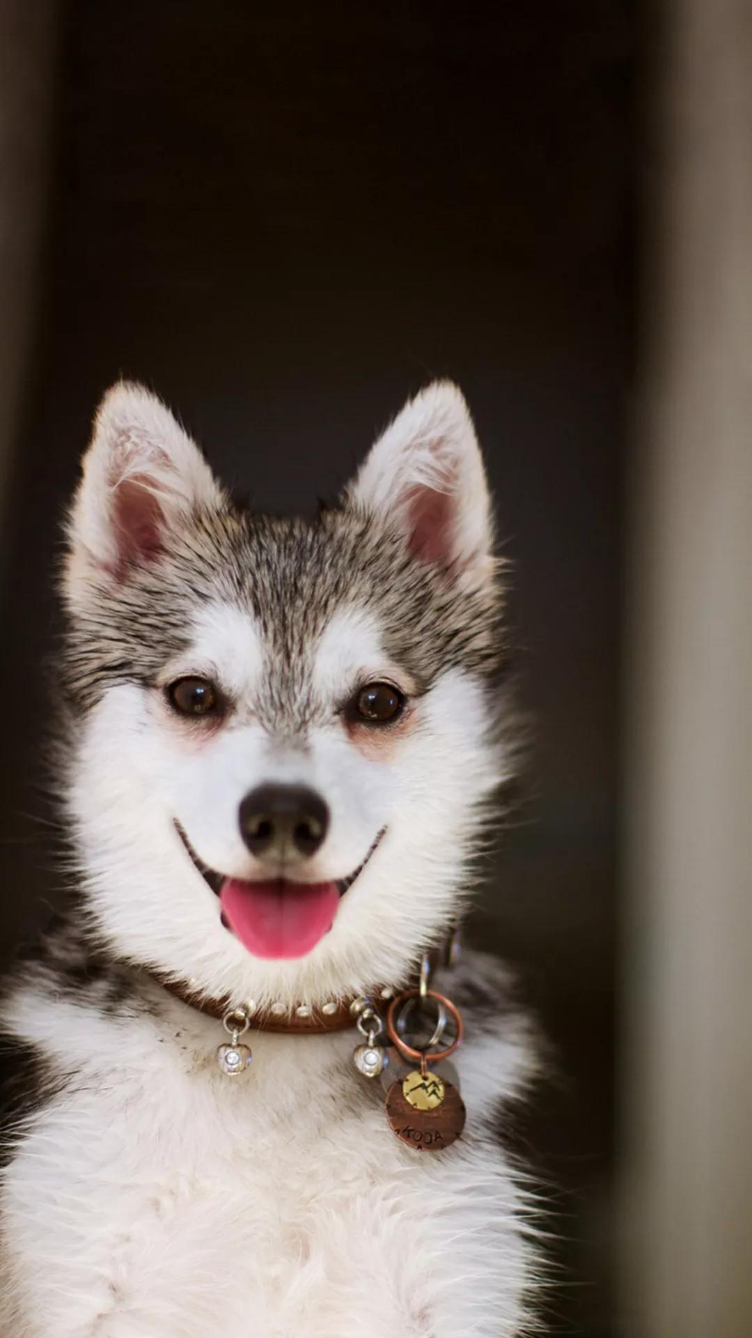 可爱动物手机壁纸超清全面屏,壁纸卡通可爱简单呆萌动物