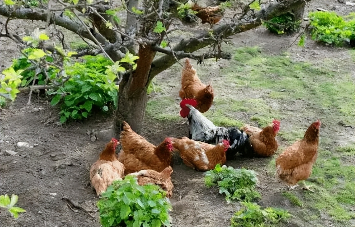 林下养鸡为何没人干了,农村林下养鸡为何如此迅速淘汰