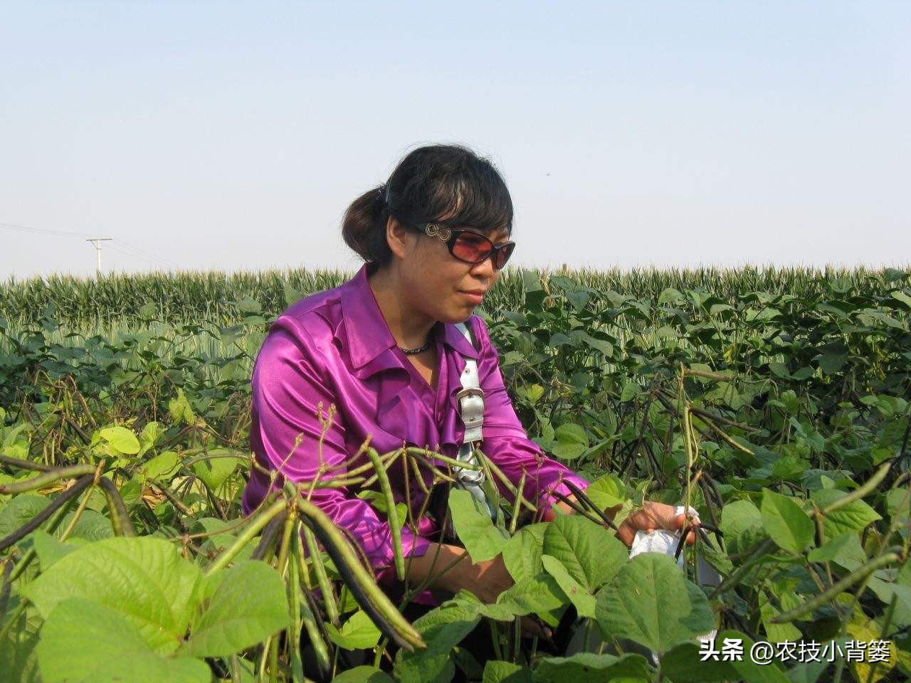 绿豆种植方法及种植时间,绿豆怎么种植和生长过程