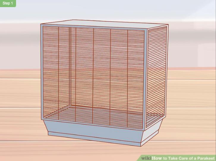 怎么照顾虎皮幼鸟,怎么照料小虎皮鹦鹉