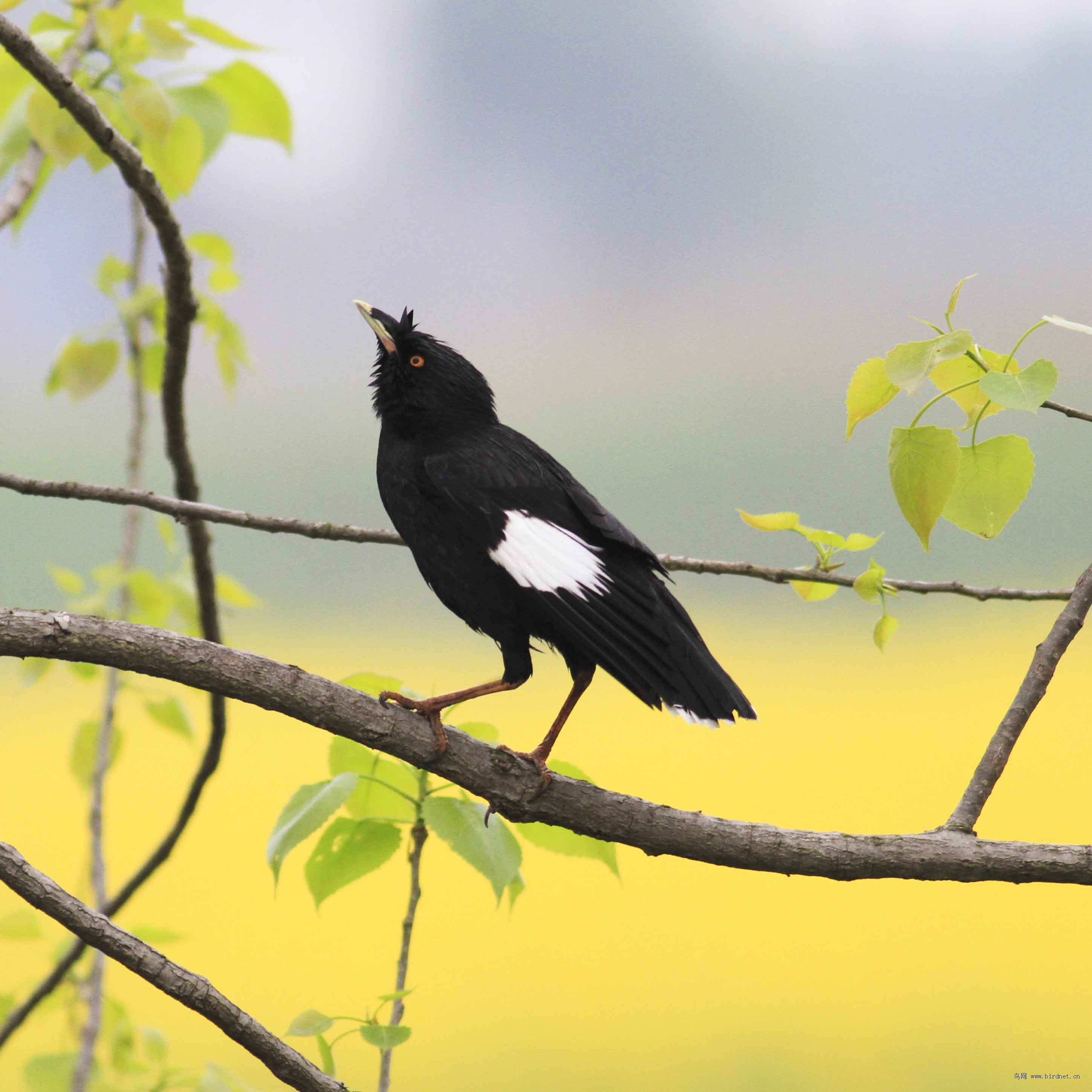 除了猫狗还有哪些适合家养的宠物,除了猫狗可以养别的什么宠物