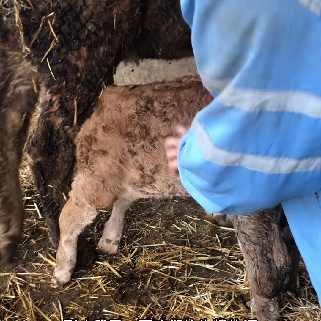 昨天为接生新生牛犊忙活到凌晨一点多。这头大牛子宫扭转，...