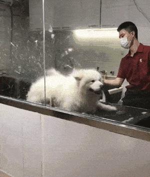 萨摩耶怎么去泪痕最快,萨摩耶狗身上掉毛怎么办