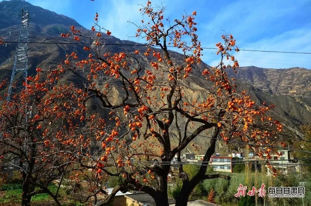 秋日好柿节,又到一年好时节