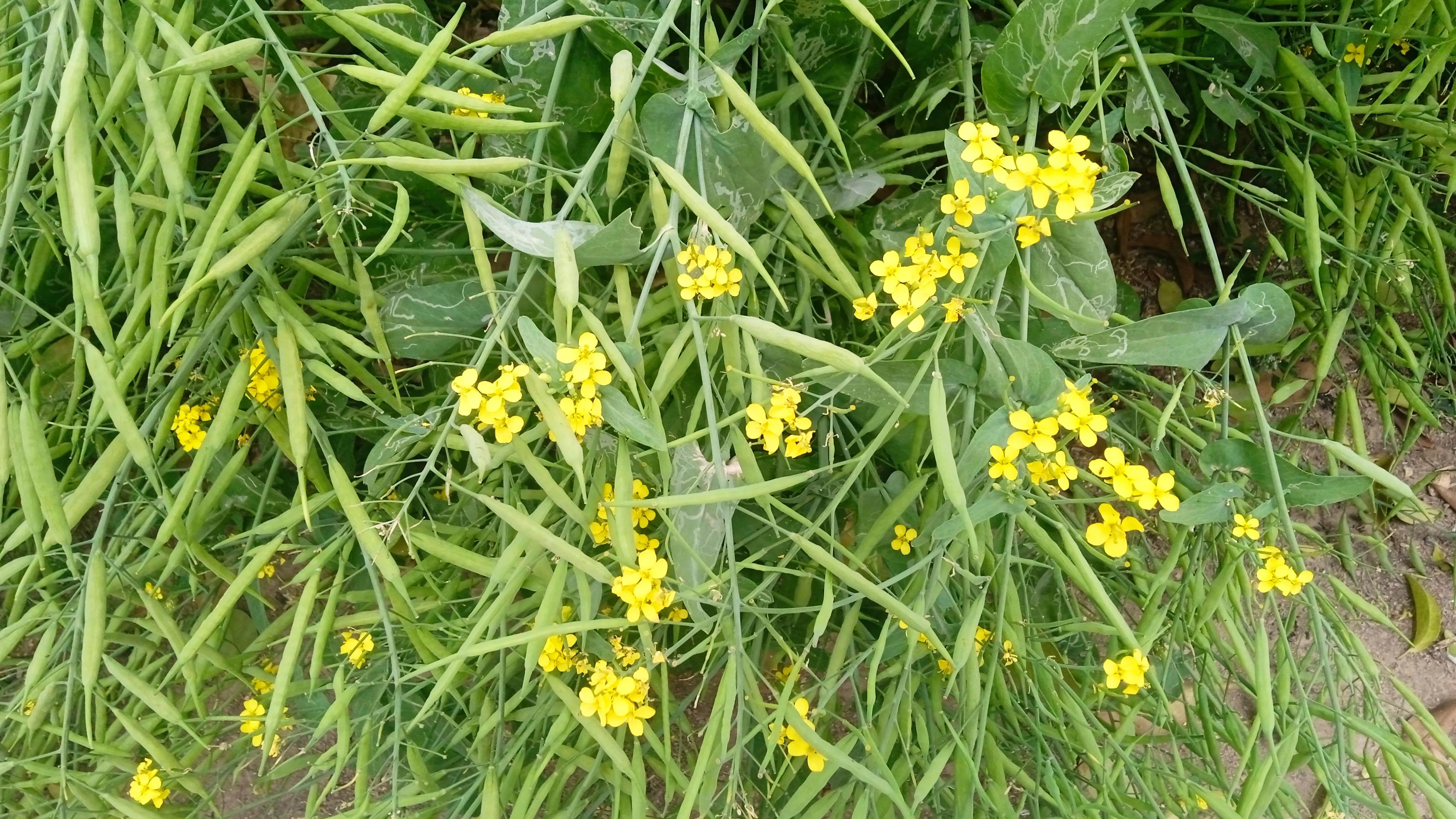 太康方言说的挺溜的,太康话属于官话吗