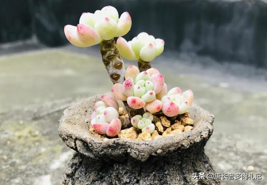 养老桩的多肉要用大盆吗,养老桩多肉用什么盆