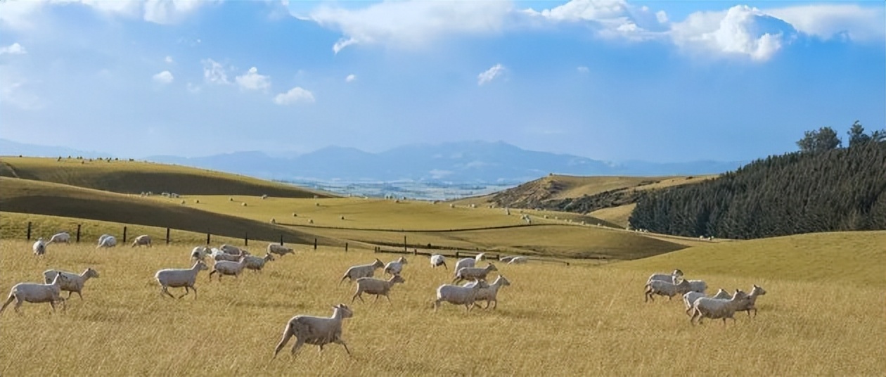 正宗的羊奶粉执行标准是什么,羊奶粉有哪些优缺点