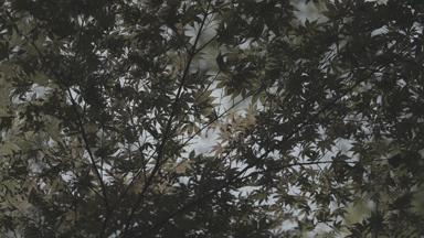 佳能eosr5c被曝,佳能eosr5c最新消息