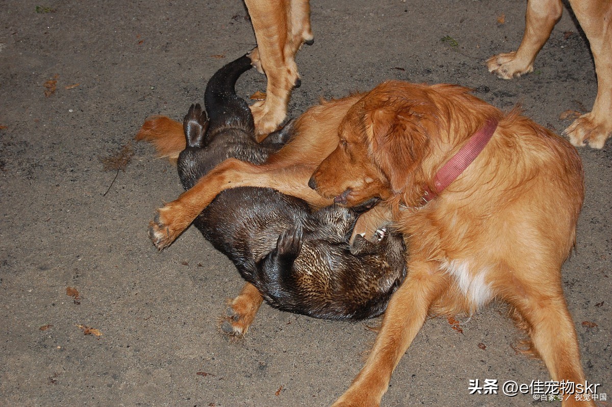 狗狗总咬主人的手怎么办,狗狗为什么喜欢假咬主人手