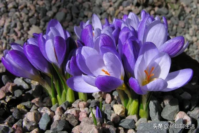 藏红花最便宜多少钱1公斤,藏红花贵不贵一般多少钱1g