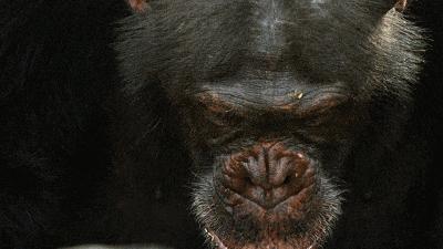 这几部口碑爆棚的宝藏纪录片,国庆孩子必看的8部神级纪录片