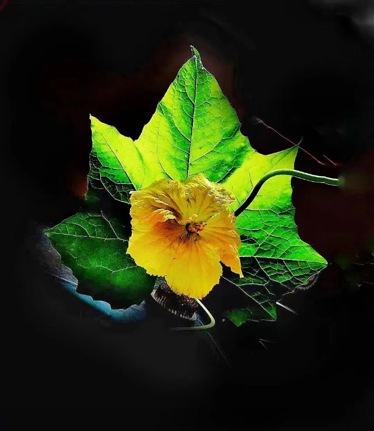 手机摄影作品欣赏夏荷之韵,夏荷摄影效果怎么样