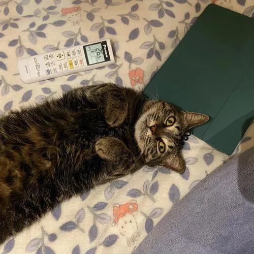 常见中华田园猫介绍,健康的田园猫有什么特征呢