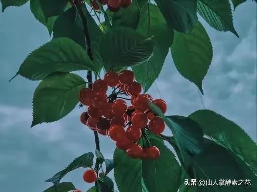 刀郎《翩翩》歌词完整解读,刀郎新歌翩翩解读