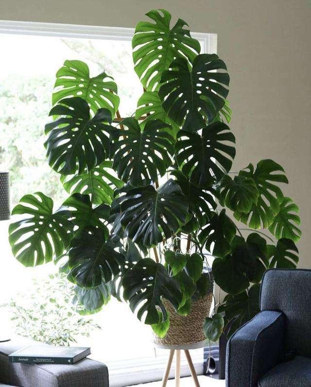 适合养在客厅好养活的绿植,十大最好养的客厅大绿植
