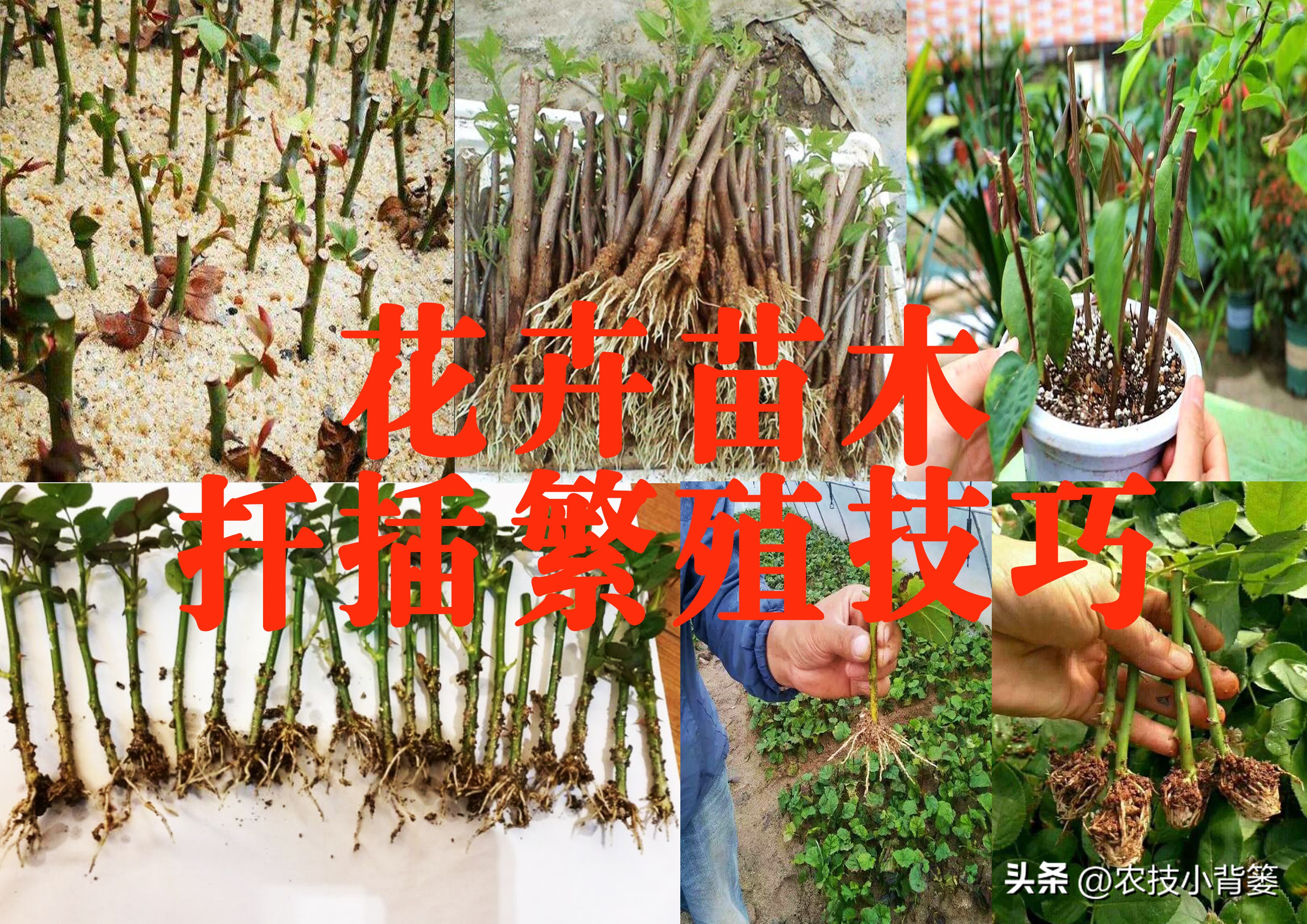 茶花扦插用什么方法成活率高,夏季扦插茶花枝条必须马上扦插吗