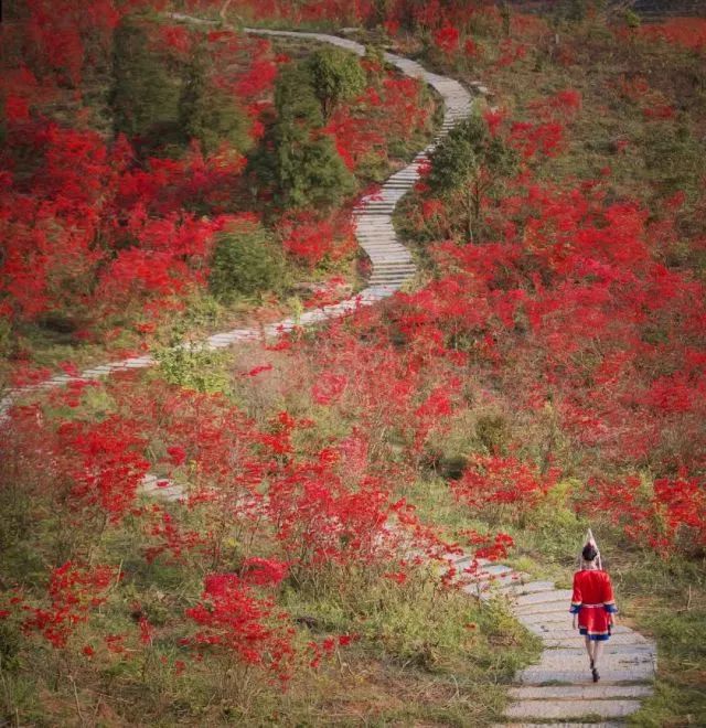 林中若有花，念的必是映山红