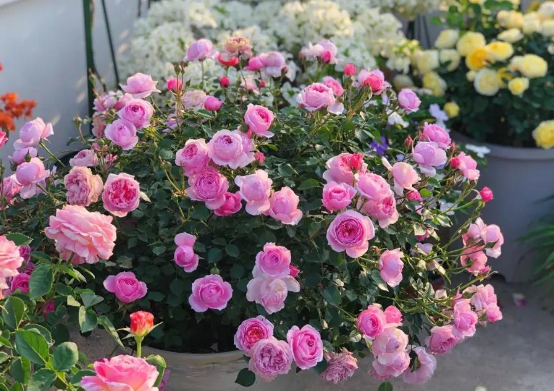 家庭盆栽喜酸的植物,盆栽土壤变酸最快的方法