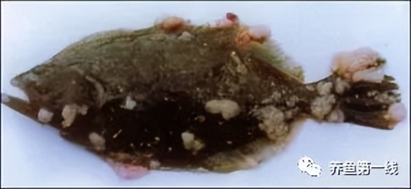 鱼类肿瘤治疗视频,鱼类淋巴囊肿病症状及防治