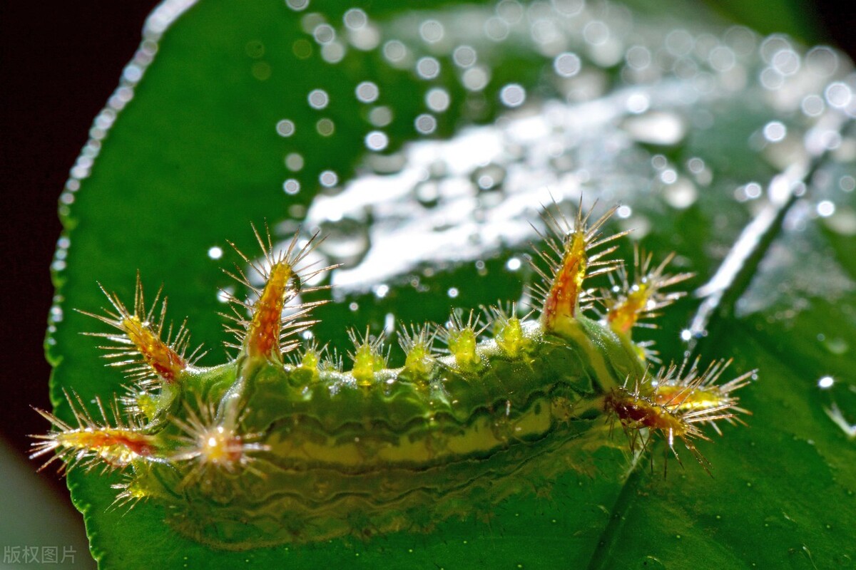 生活中什么虫子有毒,生活中不可惹的虫子