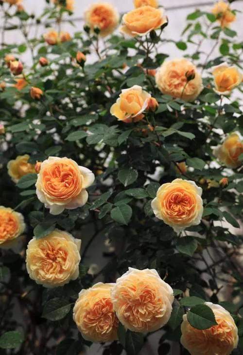 月季品种醉花,月季品种大全及图片欣赏