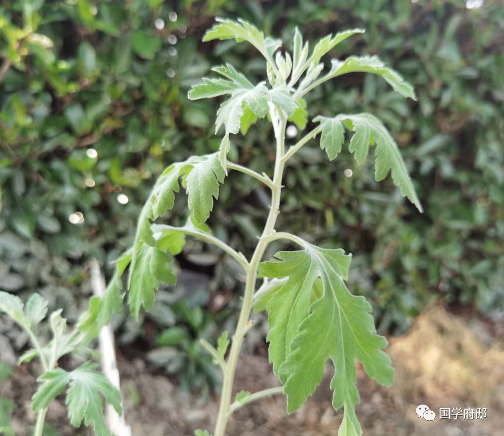 关于端午节艾草叶最经典的诗句,请找出几首端午节咏艾草诗
