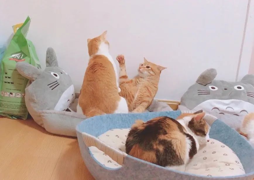 氯乙烯泄漏对猫粮的影响,美国聚乙烯泄漏对猫粮有影响么