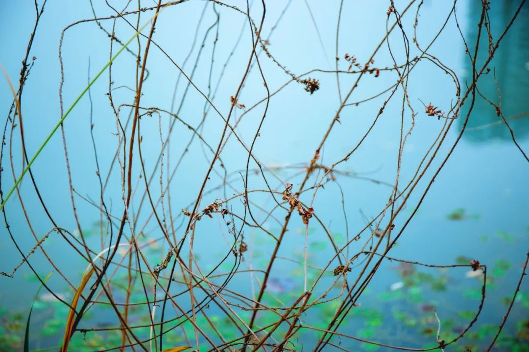 经典咏流传最火的十首古诗,十首千古绝句苏轼