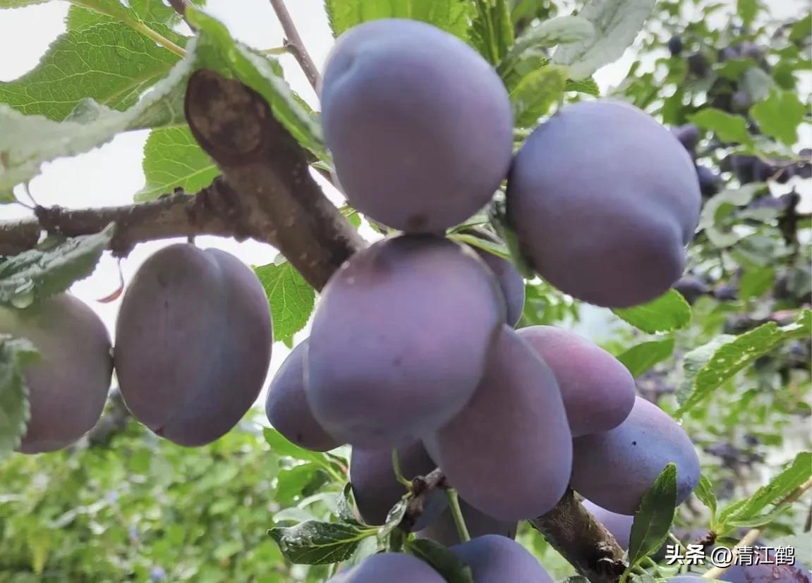 各种保鲜剂防腐剂的用法,赤霉素保鲜