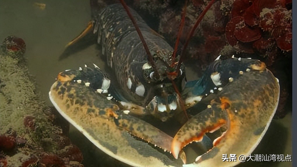 世界上各种龙虾视频介绍,世界各种龙虾价格