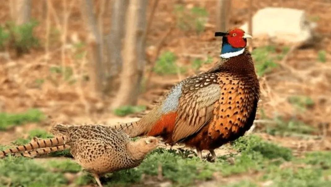 抓野鸡，他有高招！