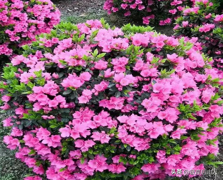 景观地被植物价格,便宜的地被植物有哪些品种呢