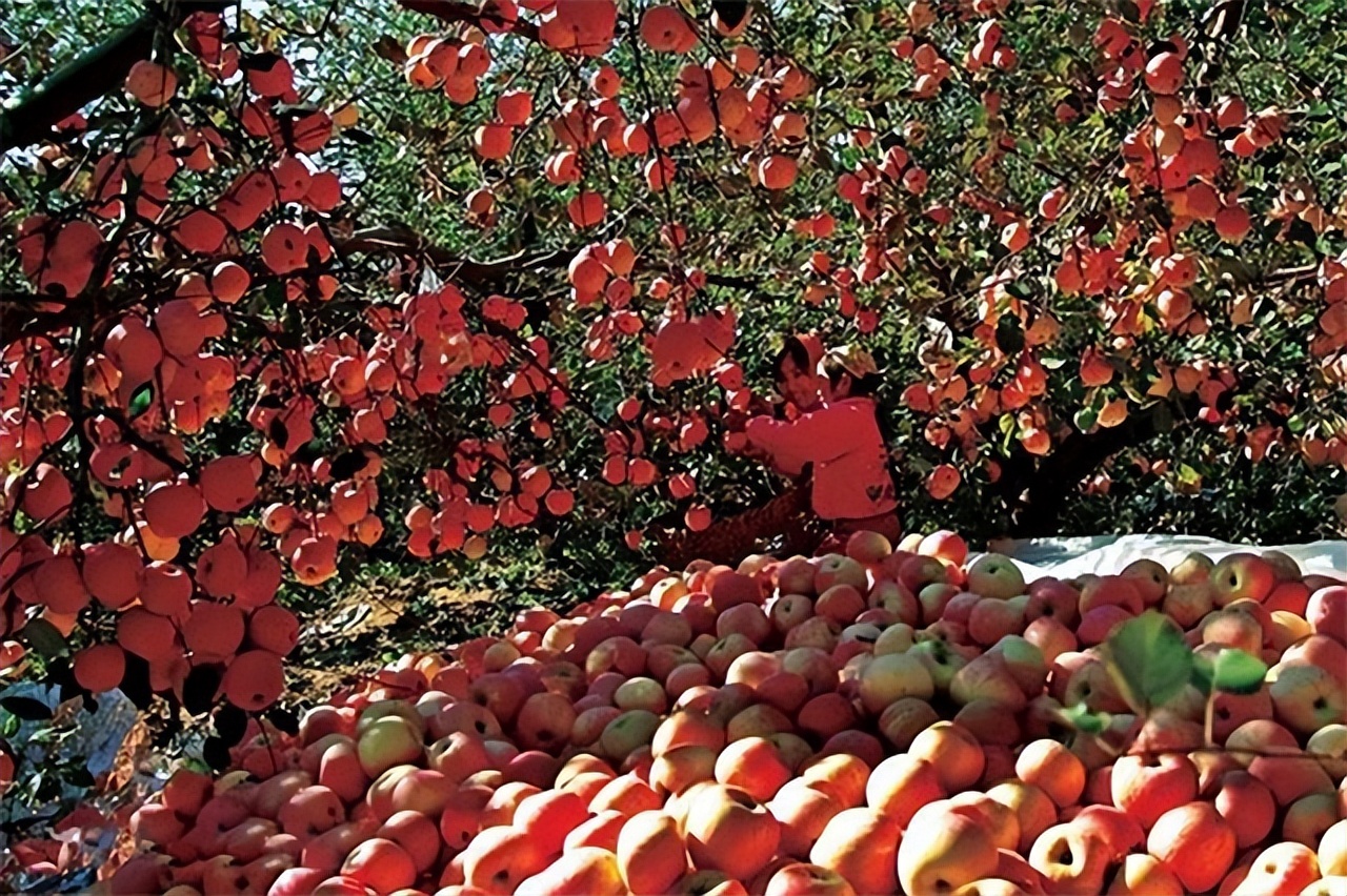 种子战争的危机,种子危机到底多可怕