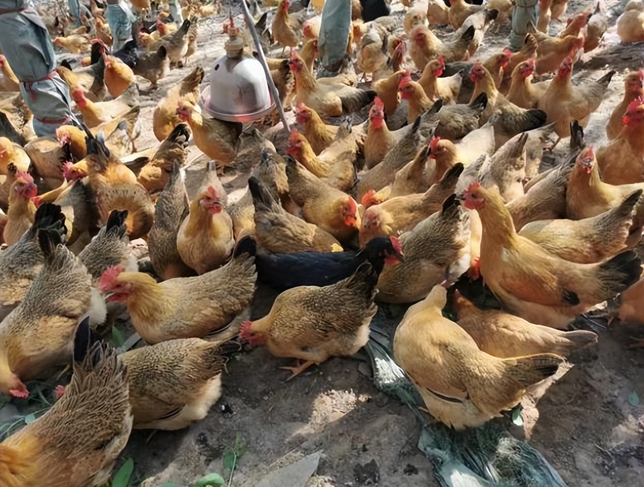 鸡黑色粪便吃什么药,鸡拉黑色稀粪便是怎么回事